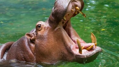 صورة وحش مفترس يهاجم ولد خيطور ويقتله “تفاصيل”