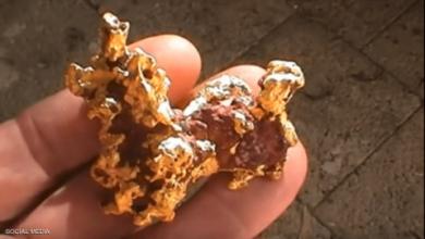 صورة منقب يعثر على أكبر قطعة ذهبية “تفاصيل”