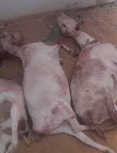 صورة الشرطة تلقي القبض علي “عبد الله ” وبحوزته سكاكين “تفاصيل”