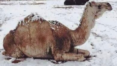 صورة الدرك يفكك عصابة مختصة في سرقة المواشي”تفاصيل”