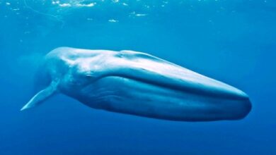 صورة في حالة غريبة : صياد يخرج من فم حوت كبير ويروي القصة “تفاصيل صورة “