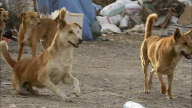 صورة سيدة تتعرض لهجوم كلاب ضالة حتى الموت”تفاصيل”