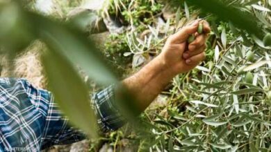 صورة فوائد سحرية للزيتون “معلومات “