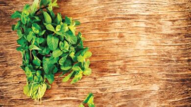 صورة فوائد النعناع : يحسن القدرة المعرفية