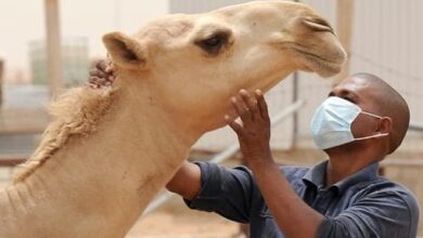 صورة السنغال تسجل 7 حالات وفاة بسبب حمى الوادي المتصدع