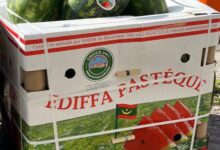 صورة شحنة جديدة من البطيخ الموريتاني تتجه إلى السوق الأوروبية عبر ميناء نواكشوط