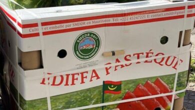 صورة شحنة جديدة من البطيخ الموريتاني تتجه إلى السوق الأوروبية عبر ميناء نواكشوط